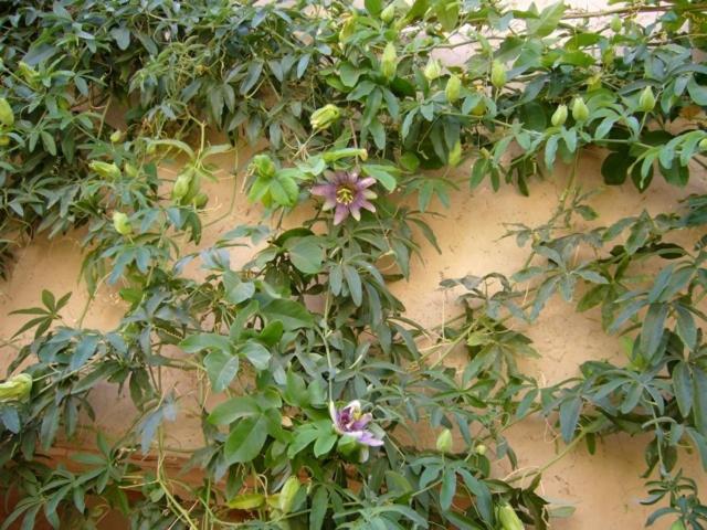 Dar Zahia Hotell Taroudant Exteriör bild