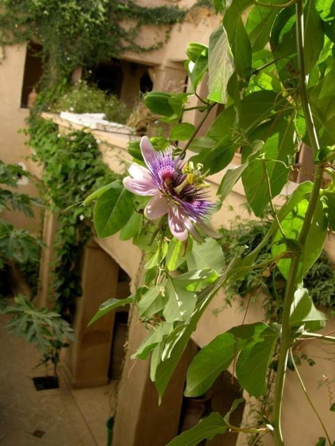 Dar Zahia Hotell Taroudant Exteriör bild