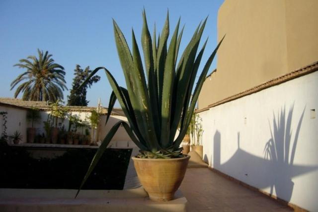 Dar Zahia Hotell Taroudant Exteriör bild